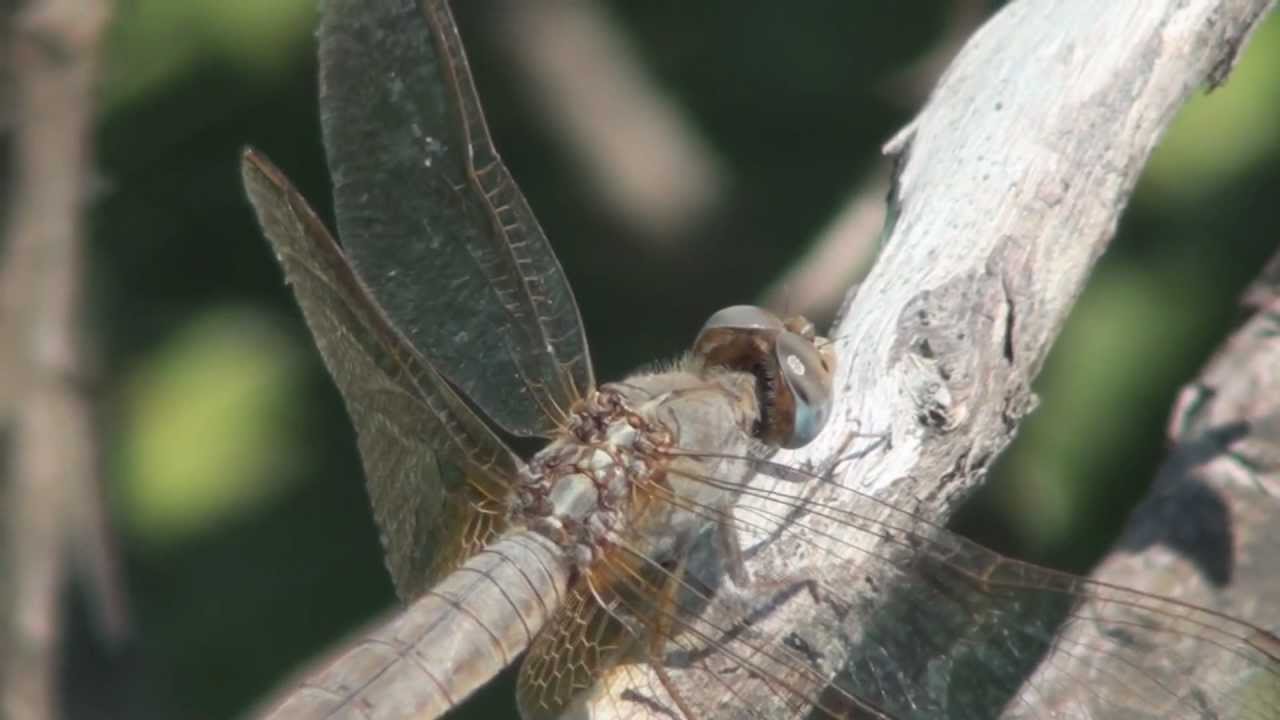 Srce Beograda - Heart Of Belgrade (kratki film o Velikom Ratnom ostrvu)