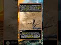 Mongoose vs Cobra: A Deadly Dance of Death #MongooseVsCobra #WildlifeFight  #fyp #animals #funny