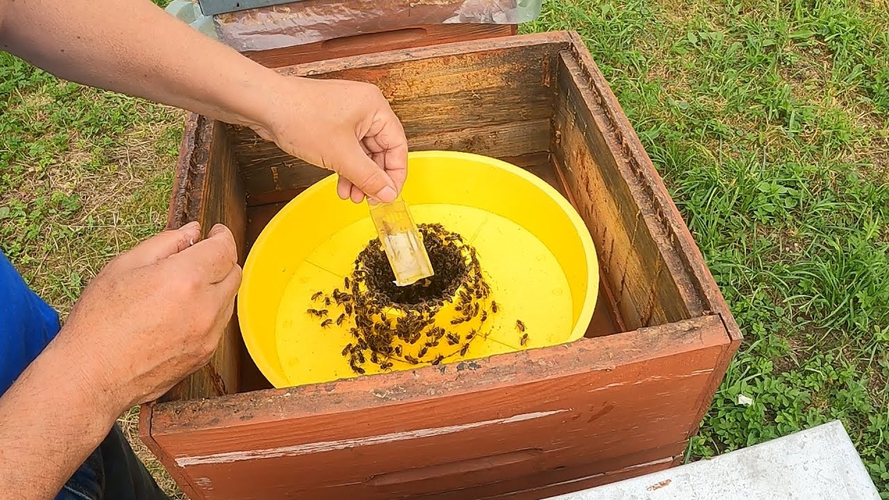 Wymiana matek na początku sezonu