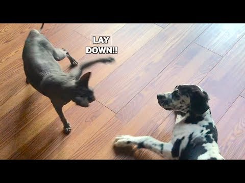 great-dane-puppy-meets-hairless-cat-(hilarious)