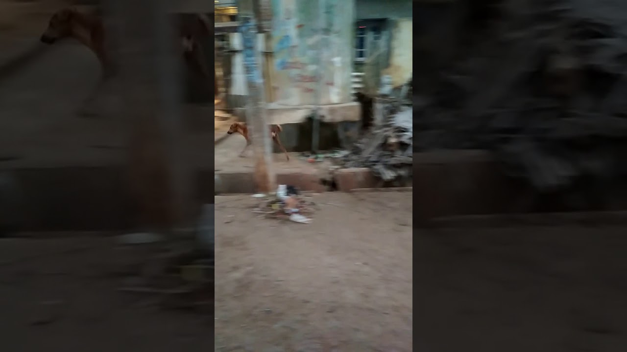 camera iphone 8 plus apk Dog Revers