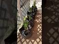 I almost killed my chiltepin plant doing the right thing…