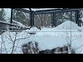 フカフカの雪にずぼっ！岩から雪の上に飛び降りる　ユキヒョウのシジム　Snowleopard　”Sizim”　2021年3月2日