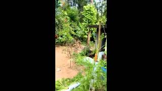 CARROT CULTIVATION IN PVC PIPE