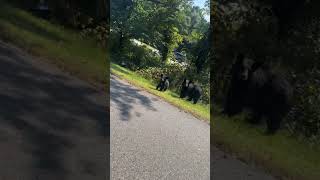 Man Records Bear Family While Stopping Car on Way to Work