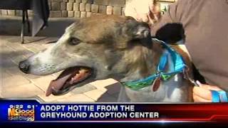 Greyhound Adoption Center on KUSI