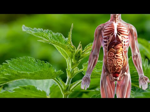 Video: Veh nuk është vetëm një bimë e rrezikshme