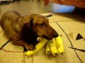 Такса и бананы