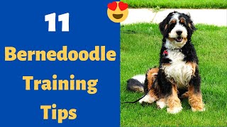 11 Incredible Bernedoodle Training Tips | How to Train a Bernedoodle dog?