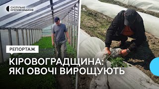 На Кіровоградщині овочі садять на 17 тисячах гектарів. Що вирощують і чи достатньо цього