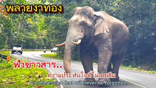 Ep.381 ข่าวว่า ไม่เหลืองา พลายงาทอง รวมความประทับใจที่ไม่เคยลืม#wildlife #เขาใหญ่ #ช้างป่า #elephant