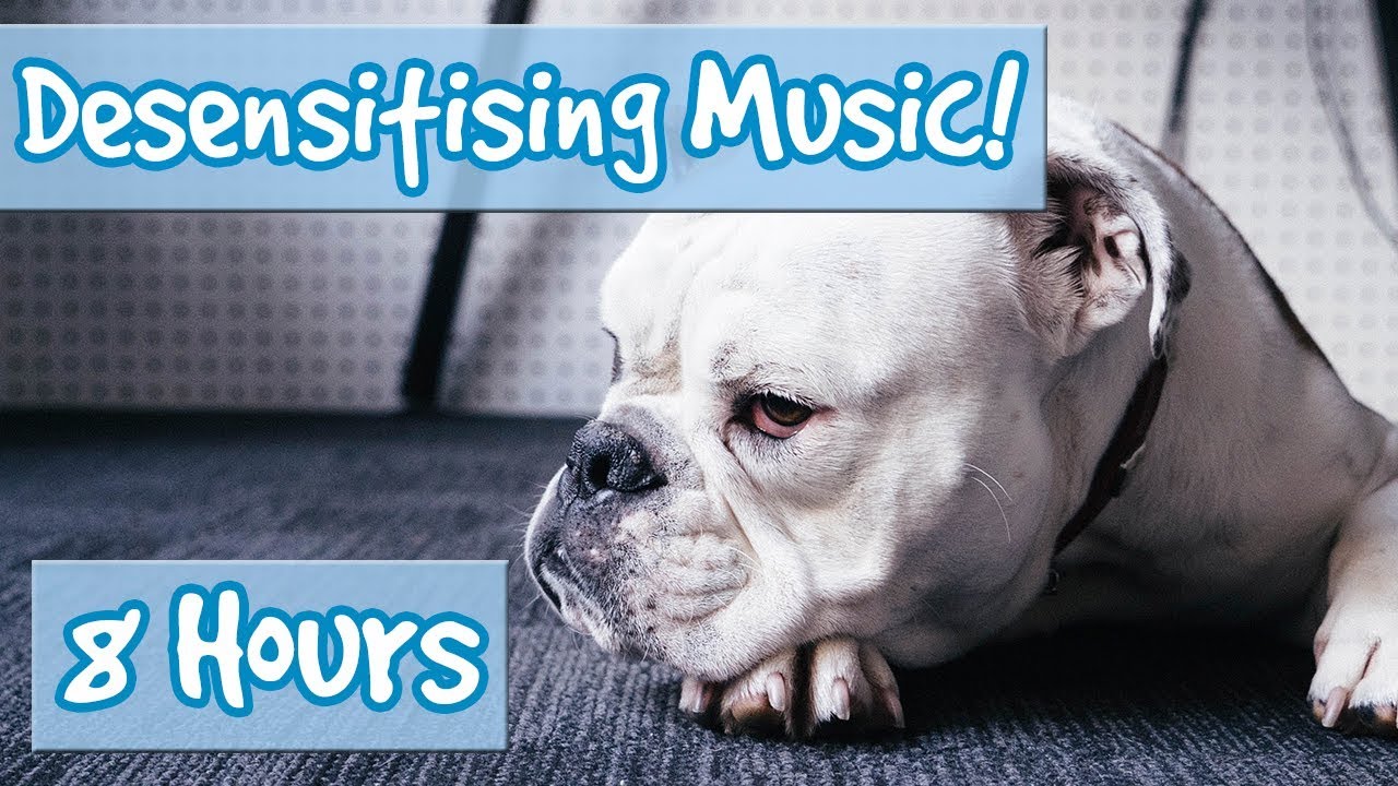 dog music 8 hours