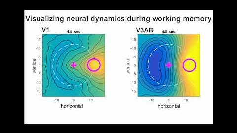 Visualizing neural dynamics during working memory