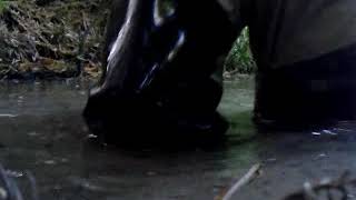 KOHSHIN hip waders（thigh high rubber boots）stir deep muddy water　弘進の実用水中長ぐつ（サイハイラバーブーツ）沼地の深い泥水をかき混ぜる