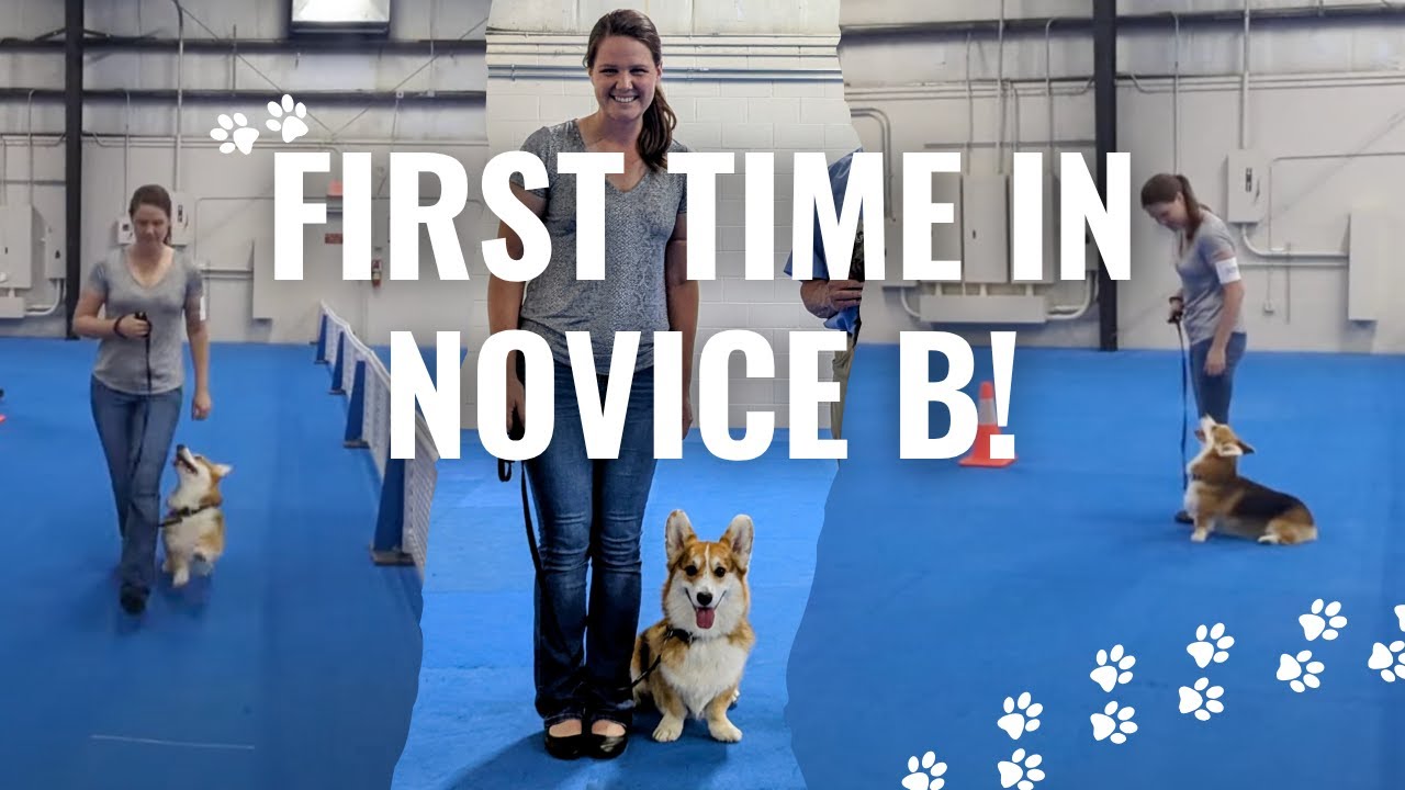 Corgi's First AKC Obedience Novice B Run!