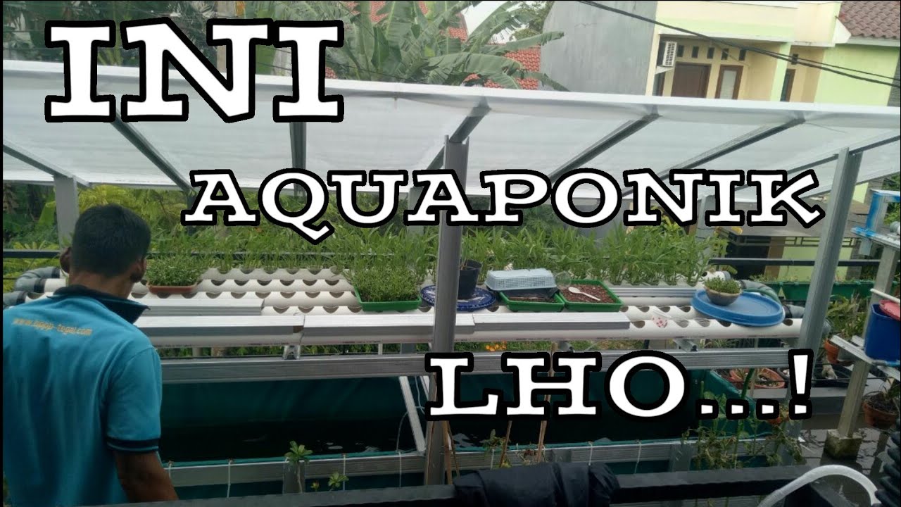 Aquaponik Yg Rapih Dan Jozz By PENJAGA HATI