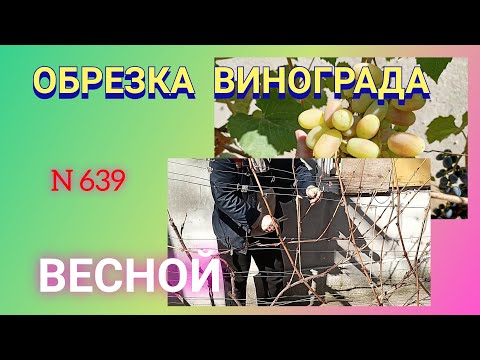 Обрезка винограда весной. Проблемный куст.