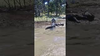 Essential Skills for Thriving in the Wild Ss311 | Crocodile Ambush from Pond #shorts #wildlife