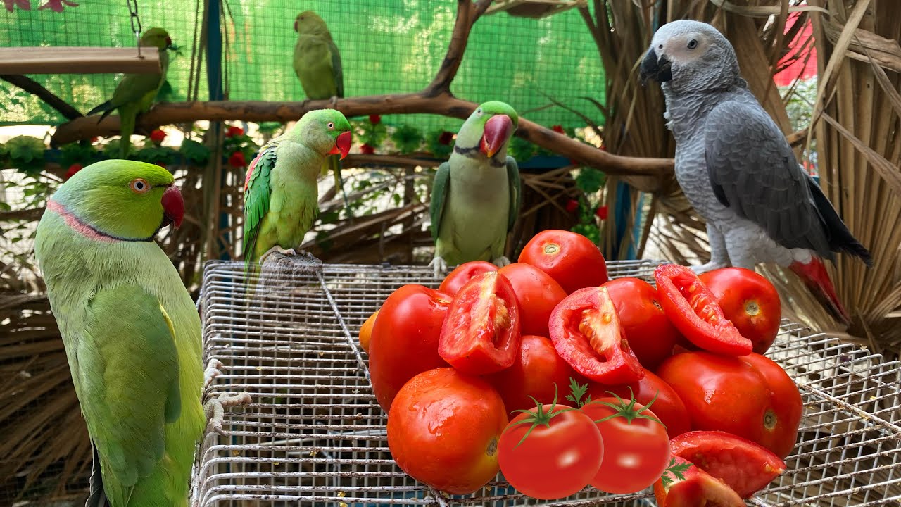 Can Parrots Eat Tomatoes? Nutritional Facts Unveiled