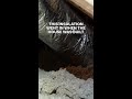 What 30 Years of Attic Neglect Looks Like