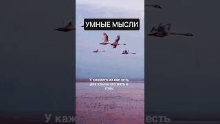 У каждого из нас есть две крыла... #умныемысли #любовь #жизнь #цитаты #мудрость #цитатыосмысле