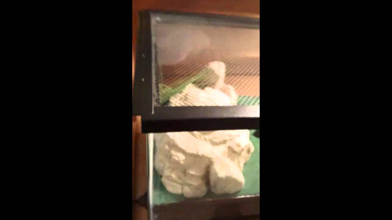 leopard print my custom leopard gecko tank!