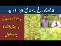 Falsay ki Kasht ka Complete Process Janye | Benefits of Falsa Fruit