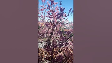 Thumbnail of Da Lat peach blossom tree welcomes spring 2023