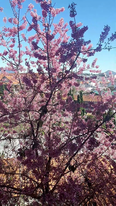 Da Lat peach blossom tree welcomes spring 2023