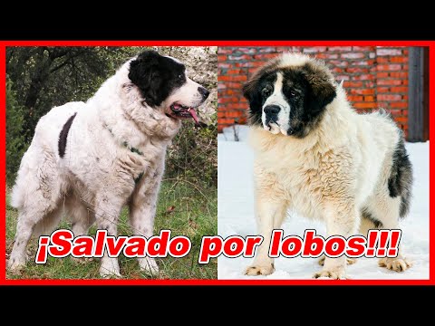Mastín DEL PIRINEO – CARACTERÍSTICAS y curiosidades 🐕 hqdefault