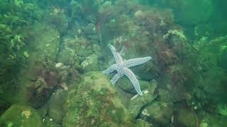 ScubaDiveBridgeportLighthouseCptCove