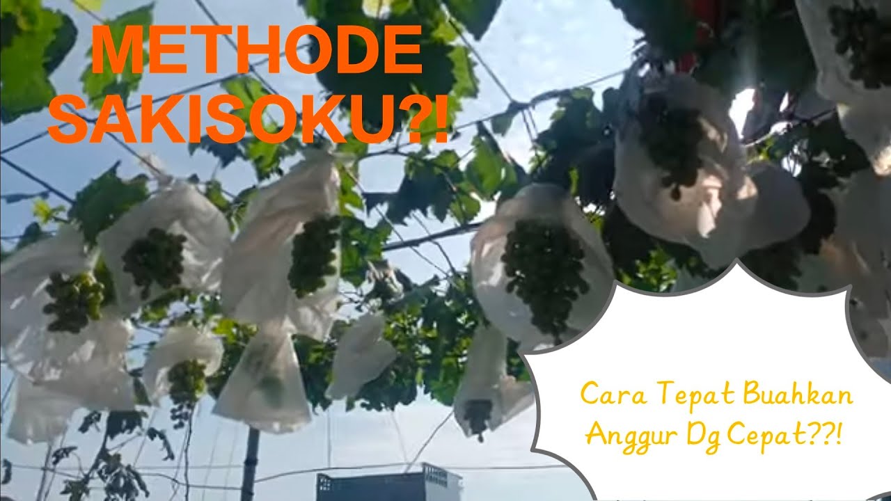 CARA TEPAT MEMBUAHKAN ANGGUR IMPORT SECARA CEPAT||METHODE SAKISOKU