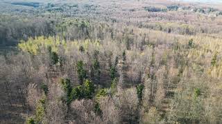 Spring trees forest drone shot fly | 4K free drone stock footage