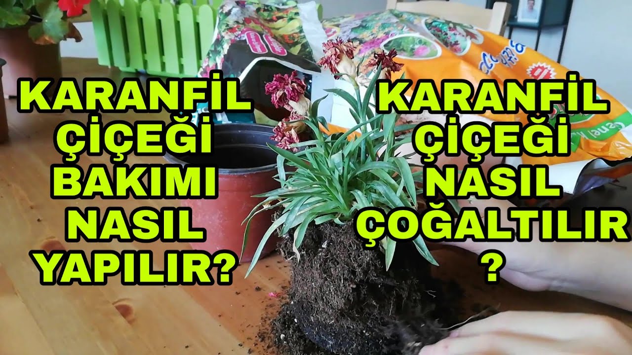 Karanfil çiçeği bakımı nasıl yapılır? Karanfil çiçeği nasıl çoğaltılır? (Ada Karanfili)