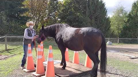 Trailer loading with Horse clicker training day 2 part 1 using a platform