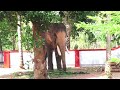 Thechikottukavu ramachandran elephant  kerala elephant  thechikottukavu temple