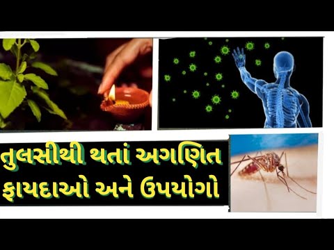 તુલસીથી શરીરને થતાં અગણિત ફાયદાઓ અને તેના ઉપયોગો. Benefits and uses of tulsi