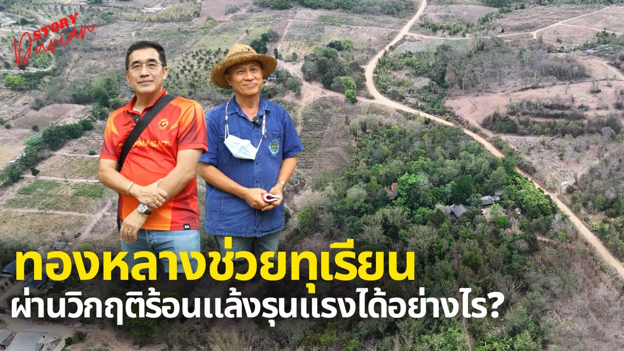 สภาวะร้อนเเล้งรุนเเรง ทองหลางช่วยทุเรียนผ่านวิกฤติได้อย่างไร | Durian Story