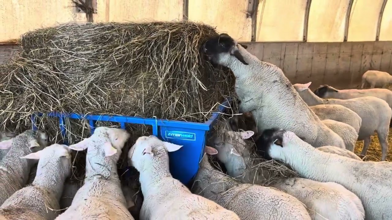 How We Care for Our Sheep in Winter