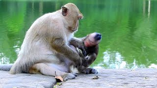 Poor baby monkey angry mom not give milk. by Wild Monkey 2,379 views 8 months ago 12 minutes, 7 seconds