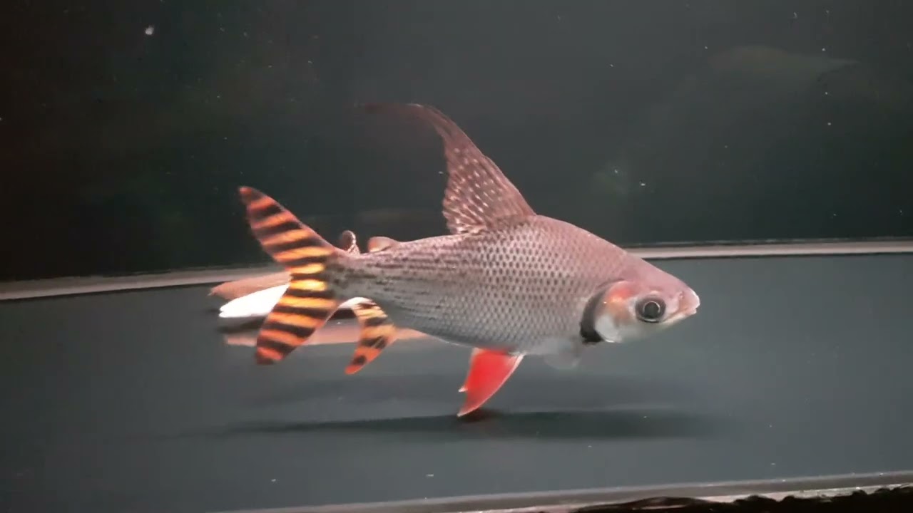 IKAN RED FEIFENG HIGHFIN 