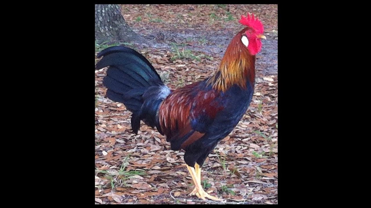 Rooster Pictures 9