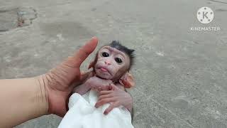 Bé Khỉ Đáng Yêu/ Baby Monkey