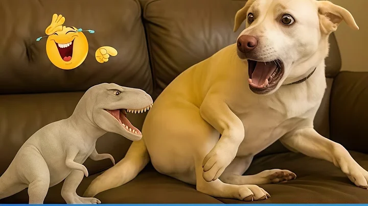 Video 11647551: funniest cats dogs compilation, hilarious cats dogs, hilarious cat playing