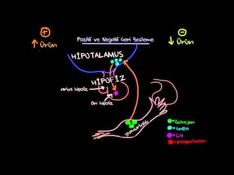 Video: Biyolojide pozitif geri besleme mekanizması nedir?