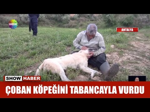 Çoban köpeğini tabancayla vurdu