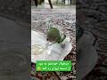 برزیلی کوتوله کوتوله برزیلی لاوبرد طوطی طوطی برزیلی Parrot Cute Funny جوجه برزیلی جوجه