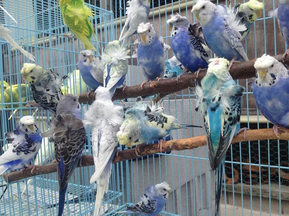 Budgerigar - YouTube
