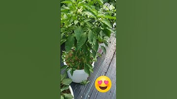 How to grow cucumbers and peppers in containers #growingincontainers