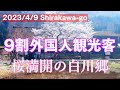 【外国人観光客で賑わう】桜満開の白川郷を歩く|Shirakawa-go Trip